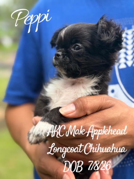 Southeast Texas Yorkies and Chihuahua Puppies