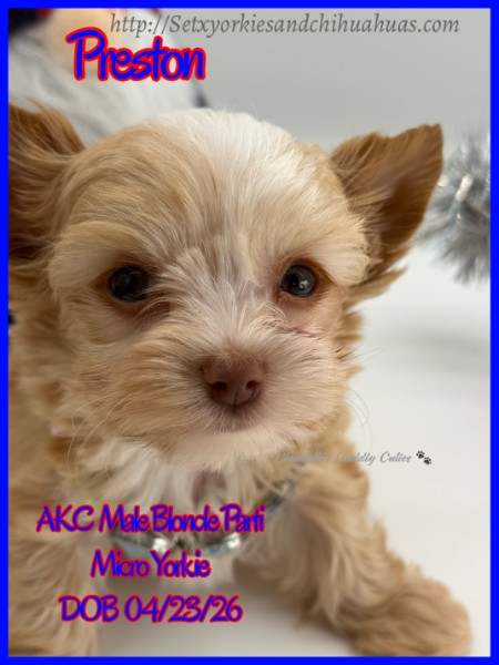 Southeast Texas Yorkies and Chihuahua Puppies