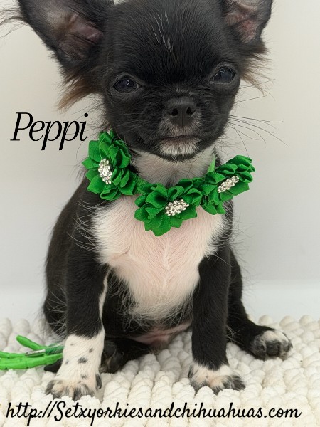 Southeast Texas Yorkies and Chihuahua Puppies for sale