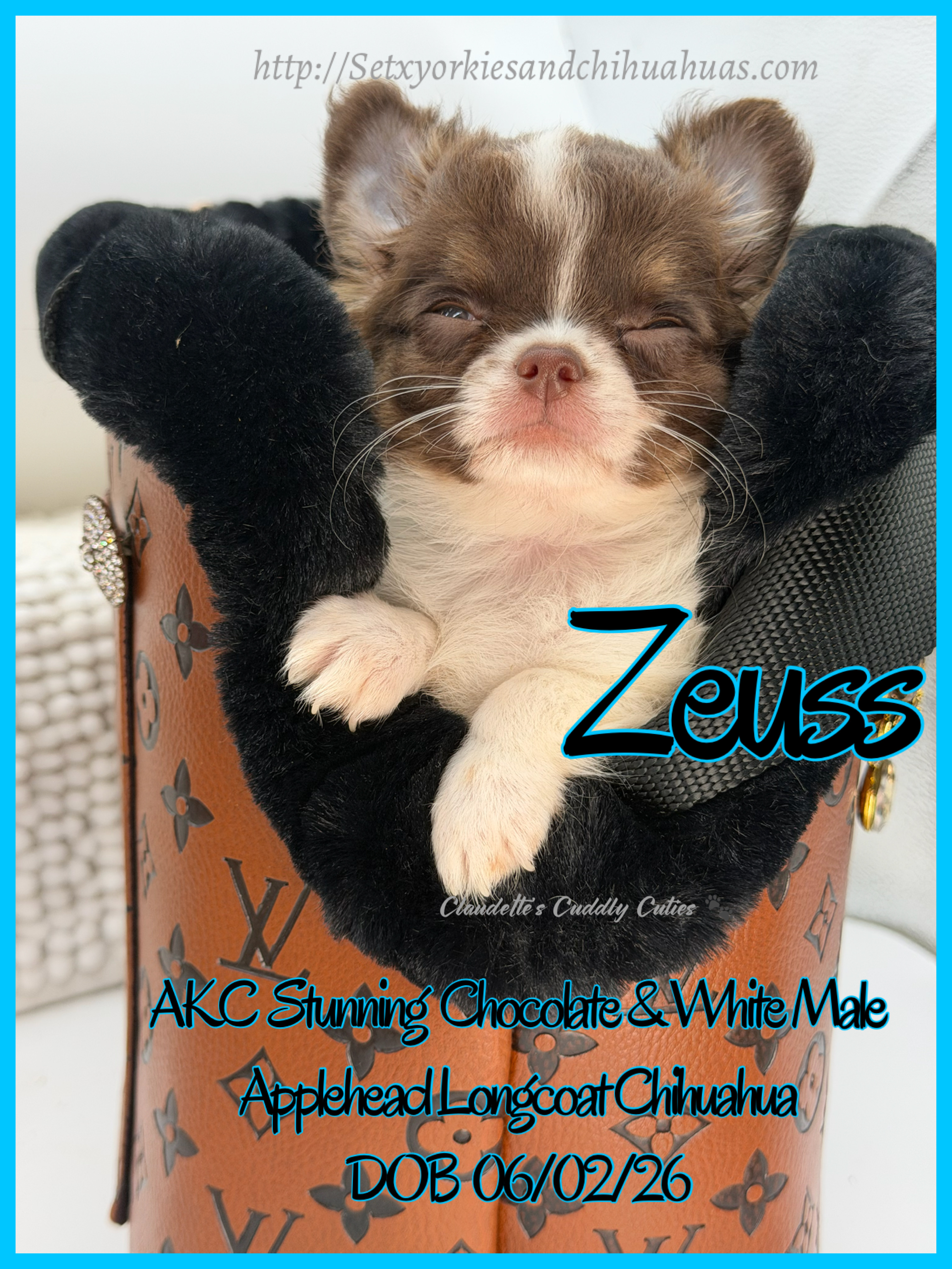 Southeast Texas Yorkies and Chihuahua Puppies for sale