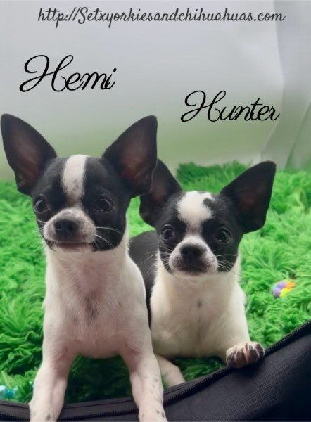 AKC Registered Yorkie and Chihuahua puppies - Southeast Texas Angel Face Yorkies and Charming Chihuahuas 