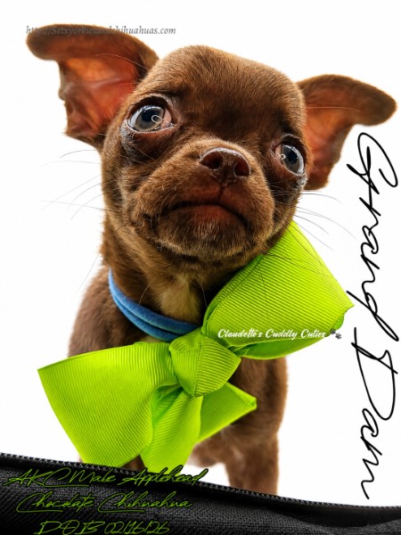 Southeast Texas Yorkies and Chihuahua Puppies for sale