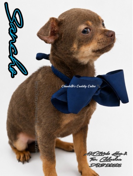Southeast Texas Yorkies and Chihuahua Puppies