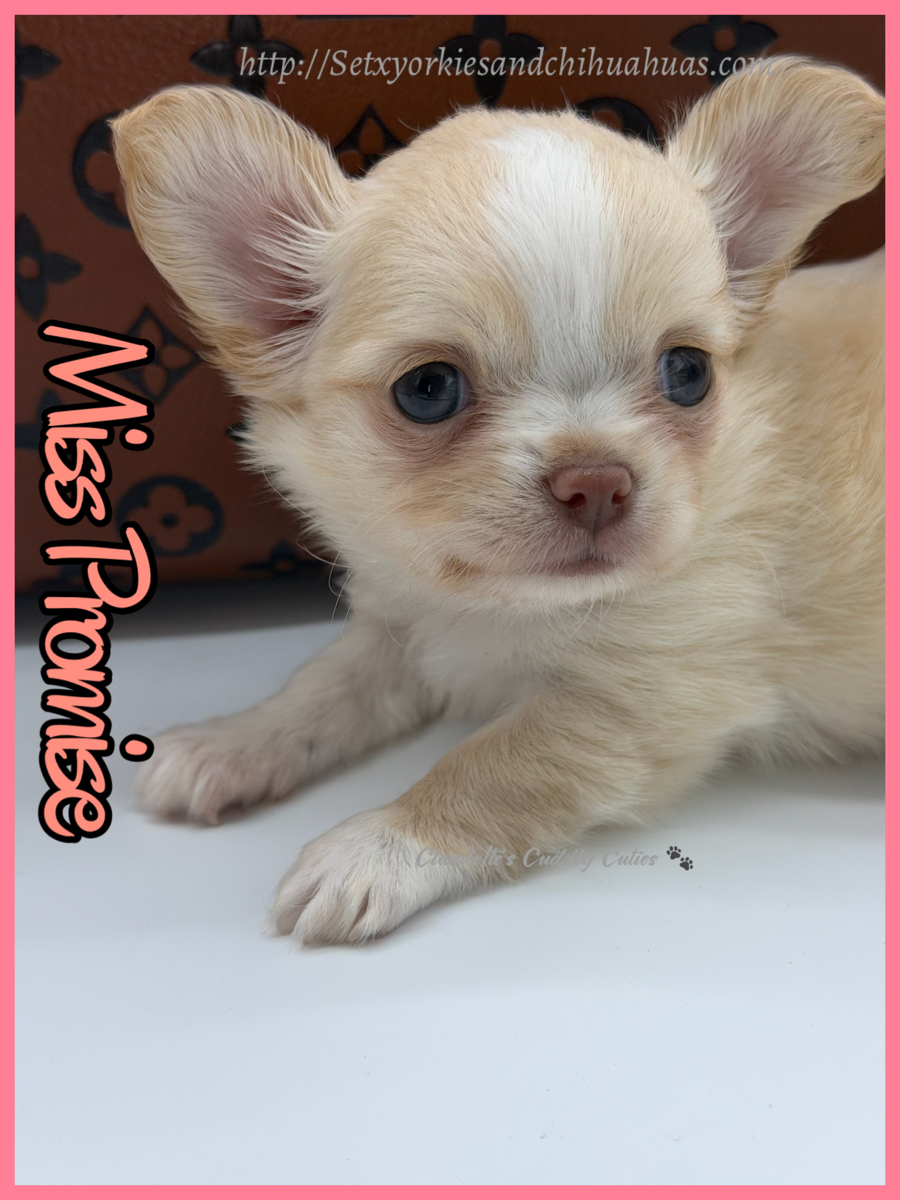 Southeast Texas Yorkies and Chihuahua Puppies for sale