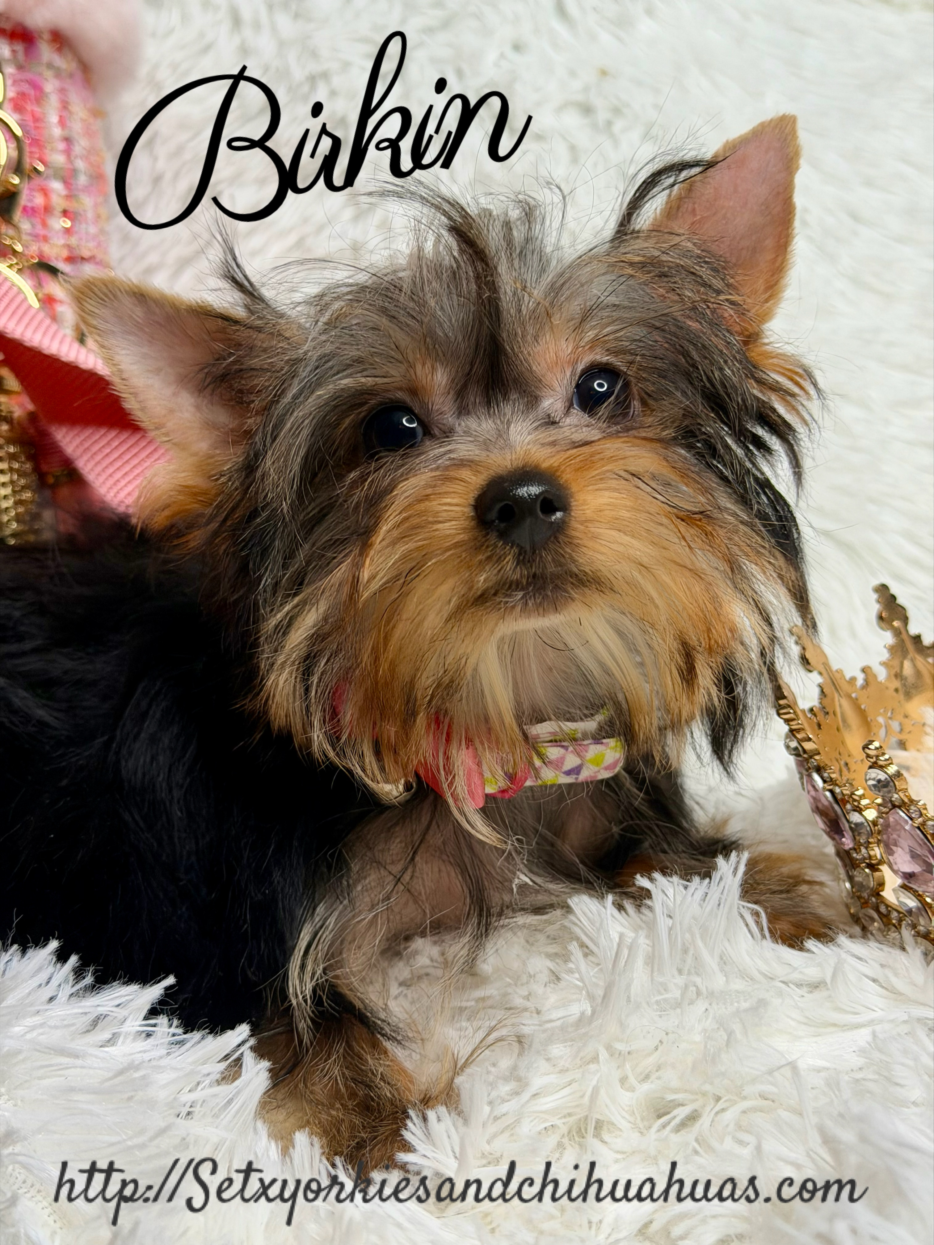 Southeast Texas Yorkies and Chihuahua Puppies for sale