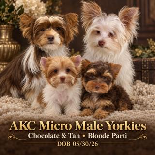 AKC Registered Yorkie and Chihuahua puppies - Southeast Texas Angel Face Yorkies and Charming Chihuahuas 