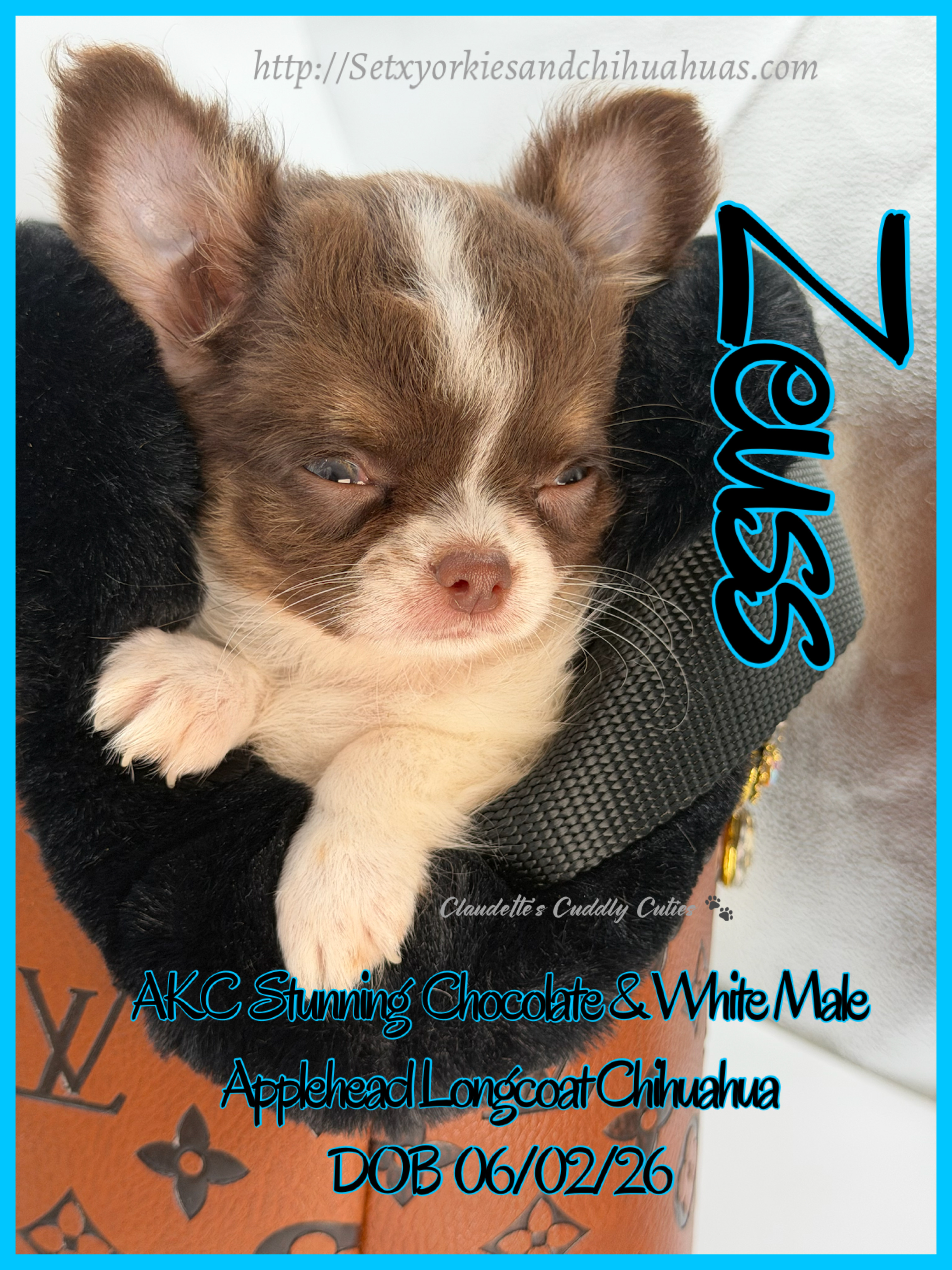 Southeast Texas Yorkies and Chihuahua Puppies
