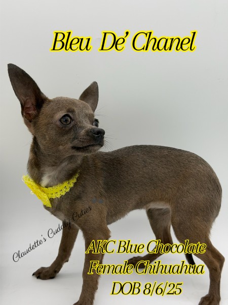 Southeast Texas Yorkies and Chihuahua Puppies