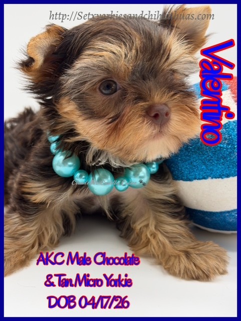 Southeast Texas Yorkies and Chihuahua Puppies for sale
