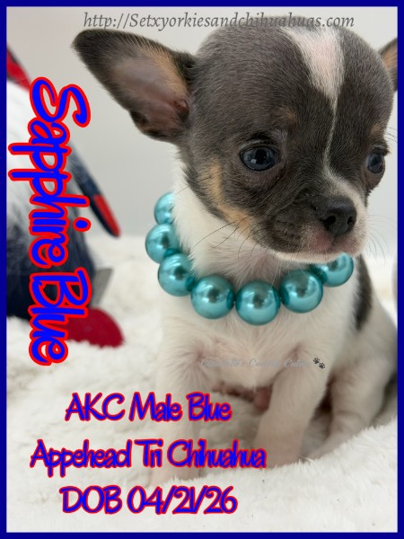 Southeast Texas Yorkies and Chihuahua Puppies for sale