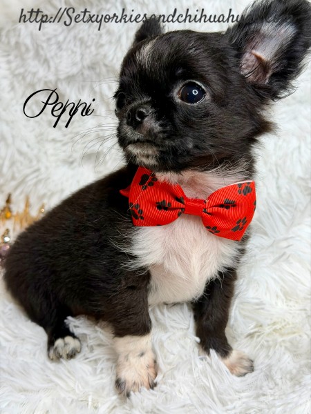 Southeast Texas Yorkies and Chihuahua Puppies for sale