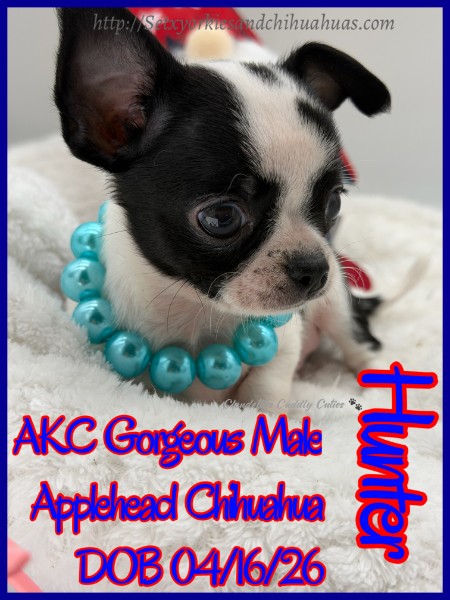 Southeast Texas Yorkies and Chihuahua Puppies for sale