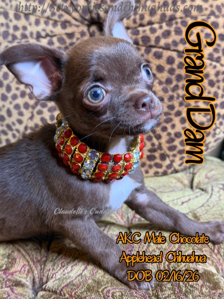Southeast Texas Yorkies and Chihuahua Puppies