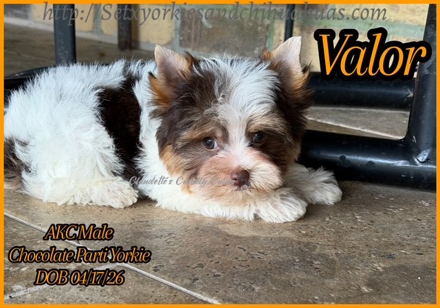 Southeast Texas Yorkies and Chihuahua Puppies for sale