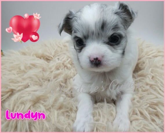 Southeast Texas Angel Face Chihuahua and Yorkie Puppies