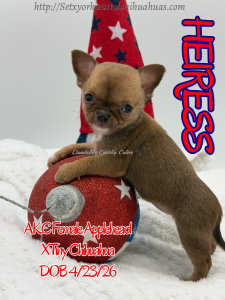 Southeast Texas Yorkies and Chihuahua Puppies