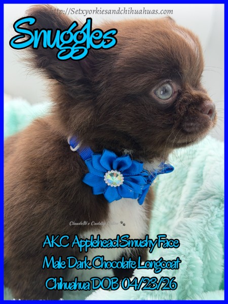 Southeast Texas Yorkies and Chihuahua Puppies for sale