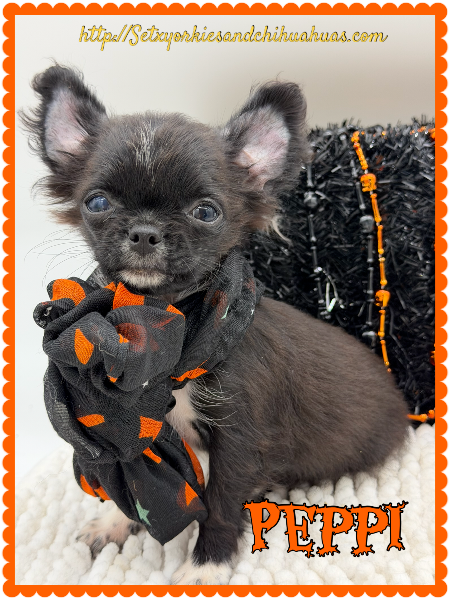 Southeast Texas Yorkies and Chihuahua Puppies for sale