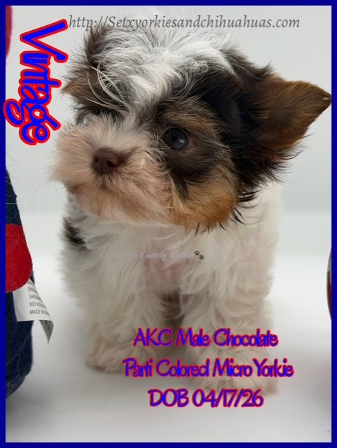 Southeast Texas Yorkies and Chihuahua Puppies