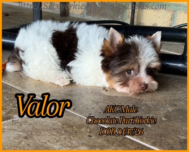 Southeast Texas Yorkies and Chihuahua Puppies
