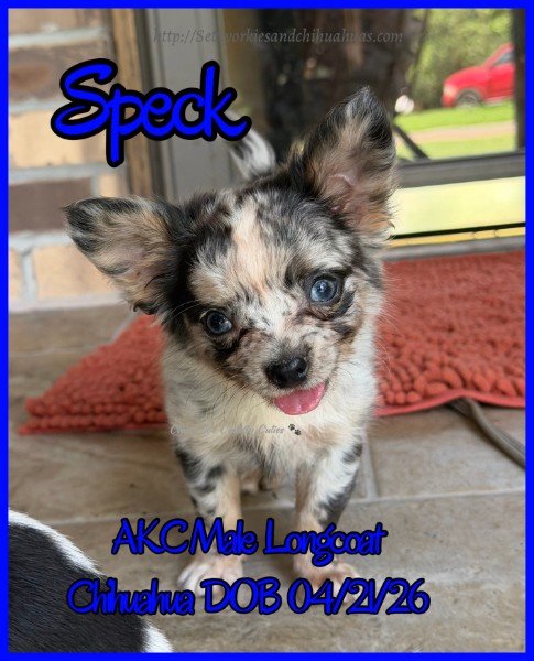 Southeast Texas Yorkies and Chihuahua Puppies for sale
