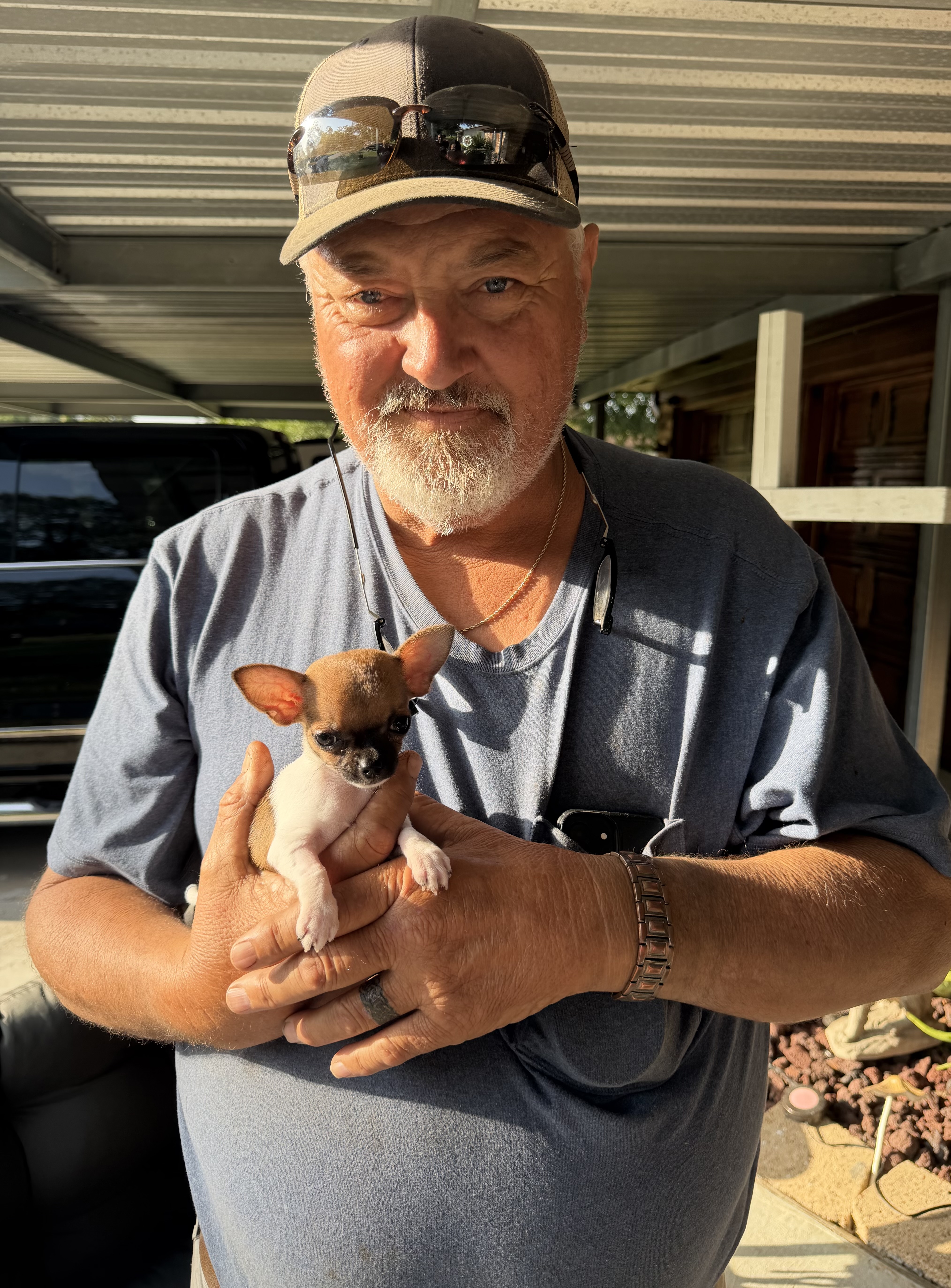 Southeast Texas Angel Face Yorkies and Charming Chihuahuas Boujii Babies