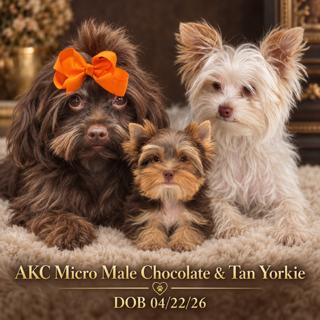 AKC Registered Yorkie and Chihuahua puppies - Southeast Texas Angel Face Yorkies and Charming Chihuahuas 