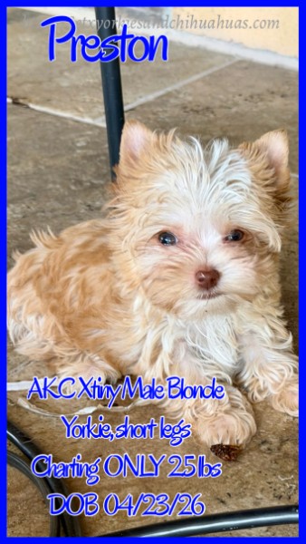 Southeast Texas Yorkies and Chihuahua Puppies