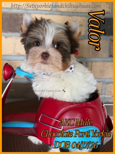 Southeast Texas Yorkies and Chihuahua Puppies for sale