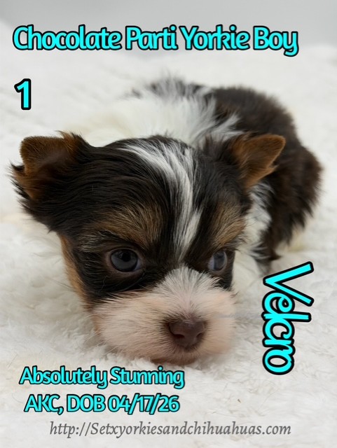 Southeast Texas Yorkies and Chihuahua Puppies for sale