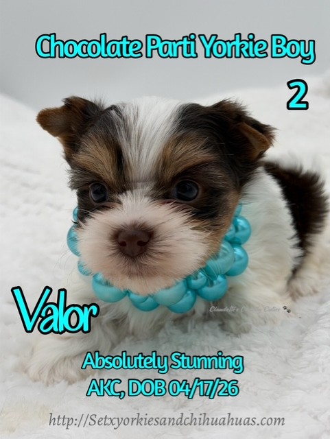 Southeast Texas Yorkies and Chihuahua Puppies for sale