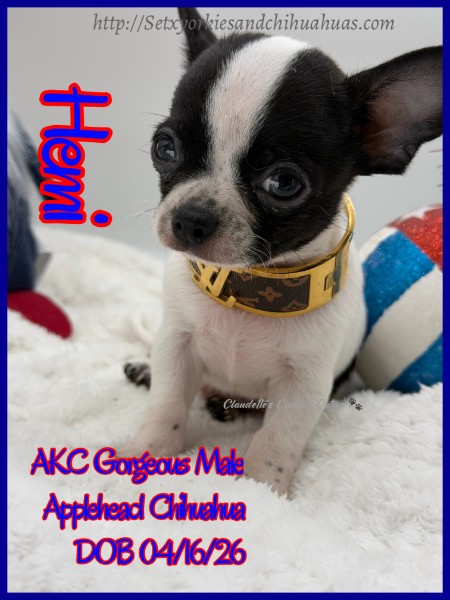 Southeast Texas Yorkies and Chihuahua Puppies for sale