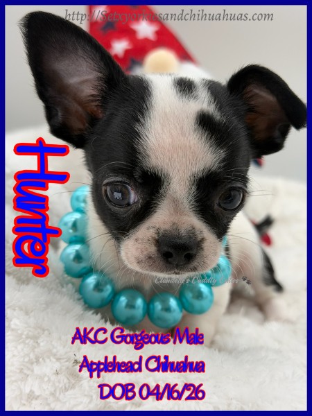 Southeast Texas Yorkies and Chihuahua Puppies for sale
