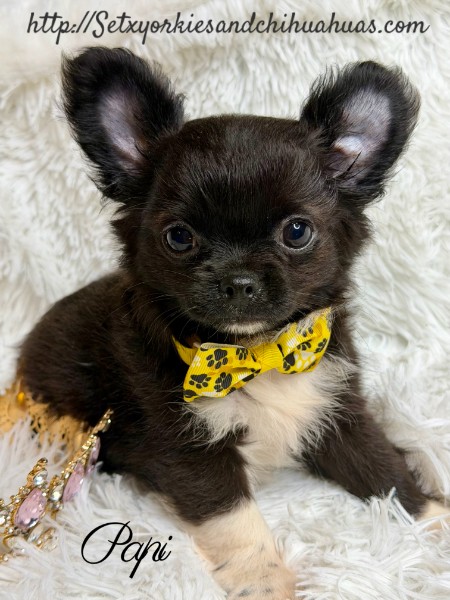 Southeast Texas Yorkies and Chihuahua Puppies for sale