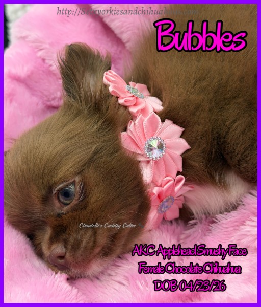 Southeast Texas Yorkies and Chihuahua Puppies for sale