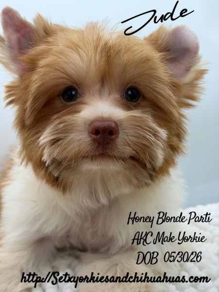 AKC Registered Yorkie and Chihuahua puppies - Southeast Texas Angel Face Yorkies and Charming Chihuahuas 