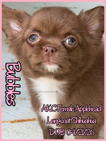 AKC Registered Yorkie and Chihuahua puppies - Southeast Texas Angel Face Yorkies and Charming Chihuahuas 