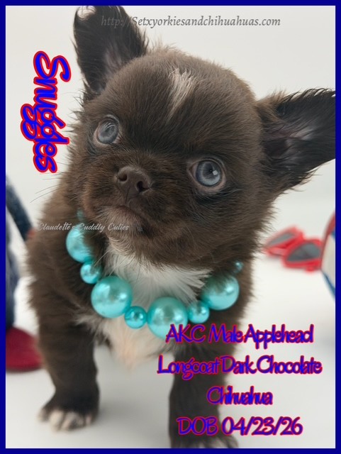Southeast Texas Yorkies and Chihuahua Puppies for sale