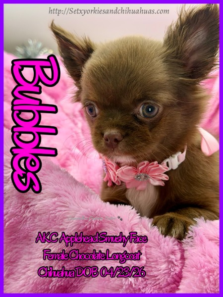 Southeast Texas Yorkies and Chihuahua Puppies for sale