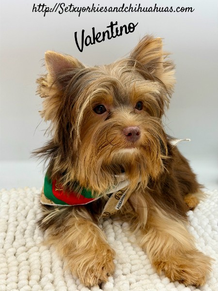 Southeast Texas Yorkies and Chihuahua Puppies for sale