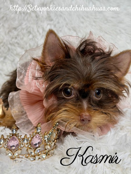 Southeast Texas Yorkies and Chihuahua Puppies for sale