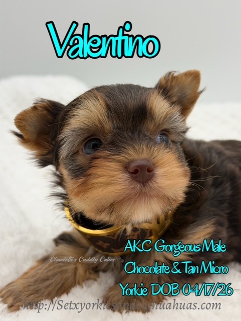 Southeast Texas Yorkies and Chihuahua Puppies