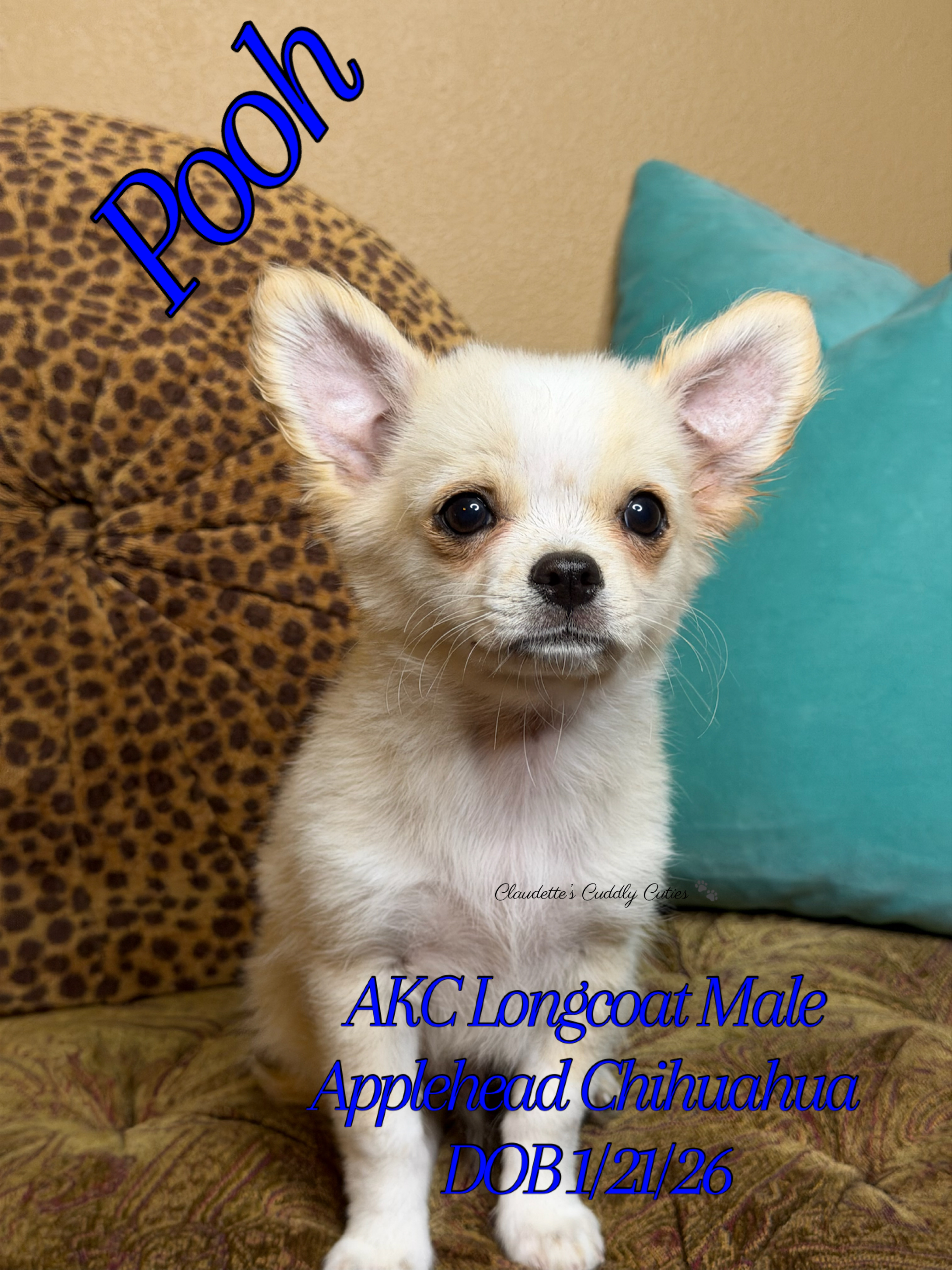 Southeast Texas Yorkies and Chihuahua Puppies for sale