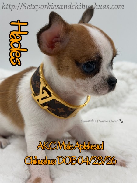 Southeast Texas Yorkies and Chihuahua Puppies for sale