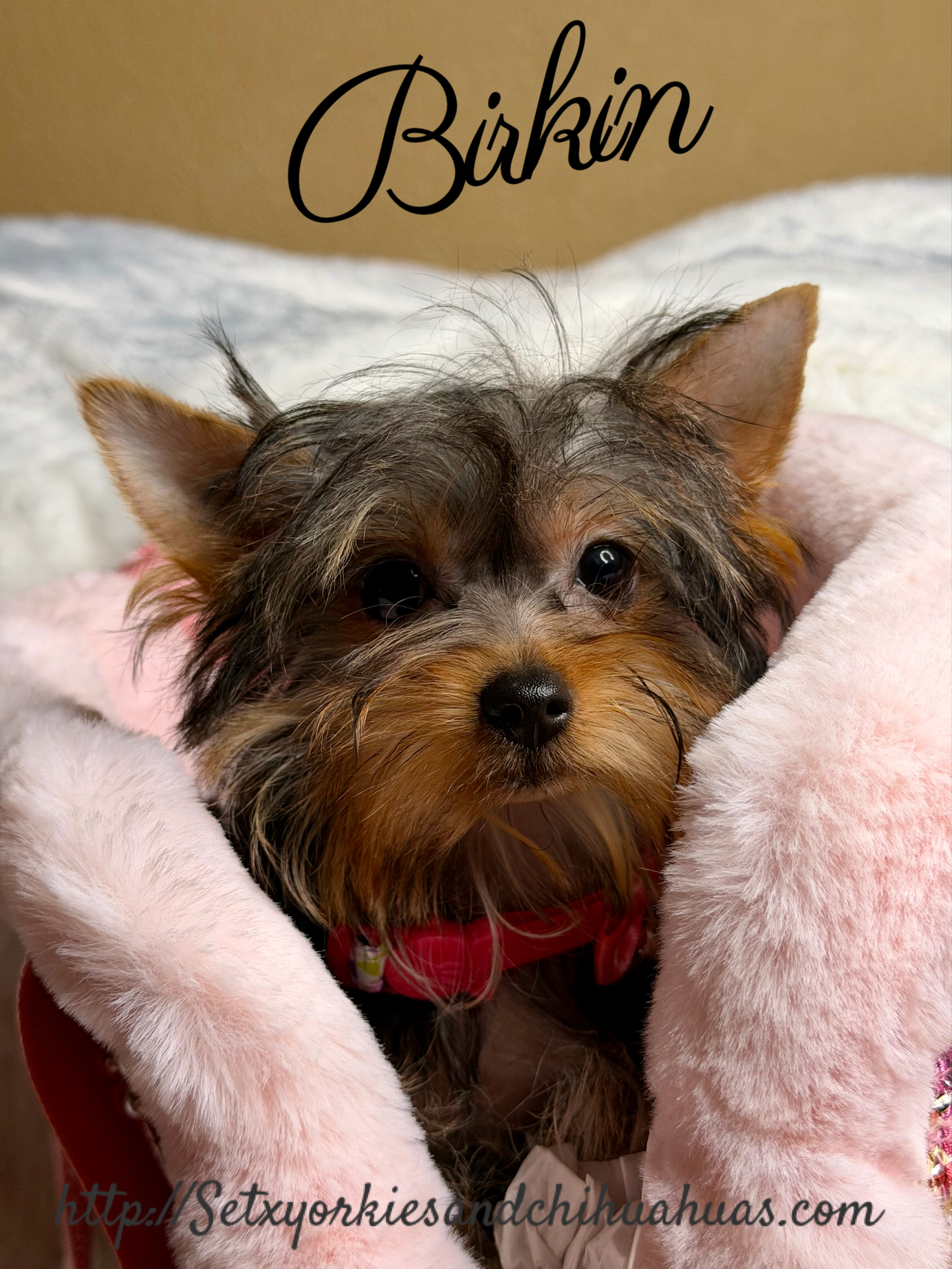 Southeast Texas Yorkies and Chihuahua Puppies for sale
