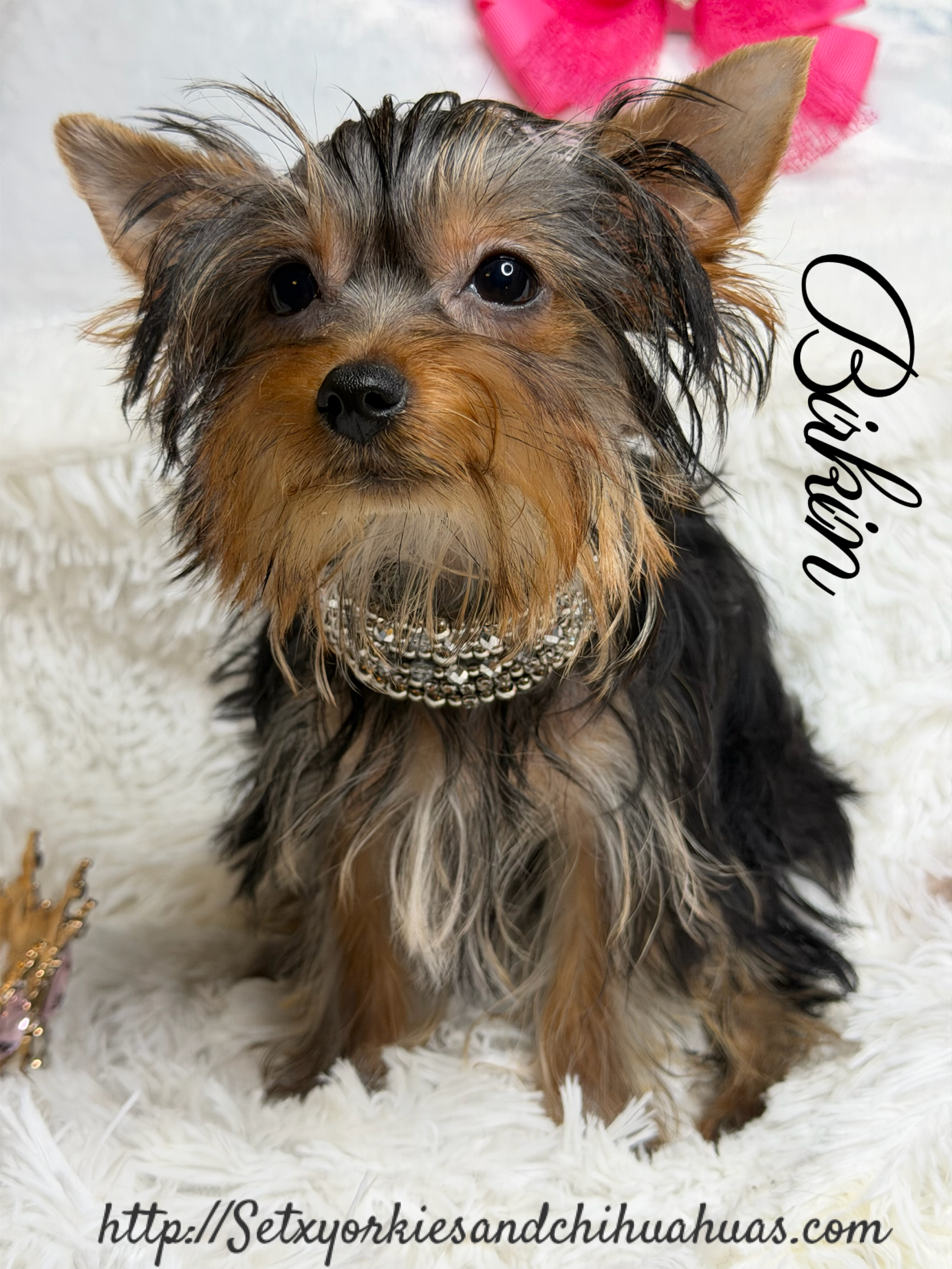 Southeast Texas Yorkies and Chihuahua Puppies for sale