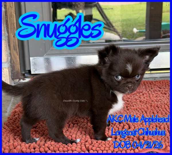 AKC Registered Yorkie and Chihuahua puppies - Southeast Texas Angel Face Yorkies and Charming Chihuahuas 