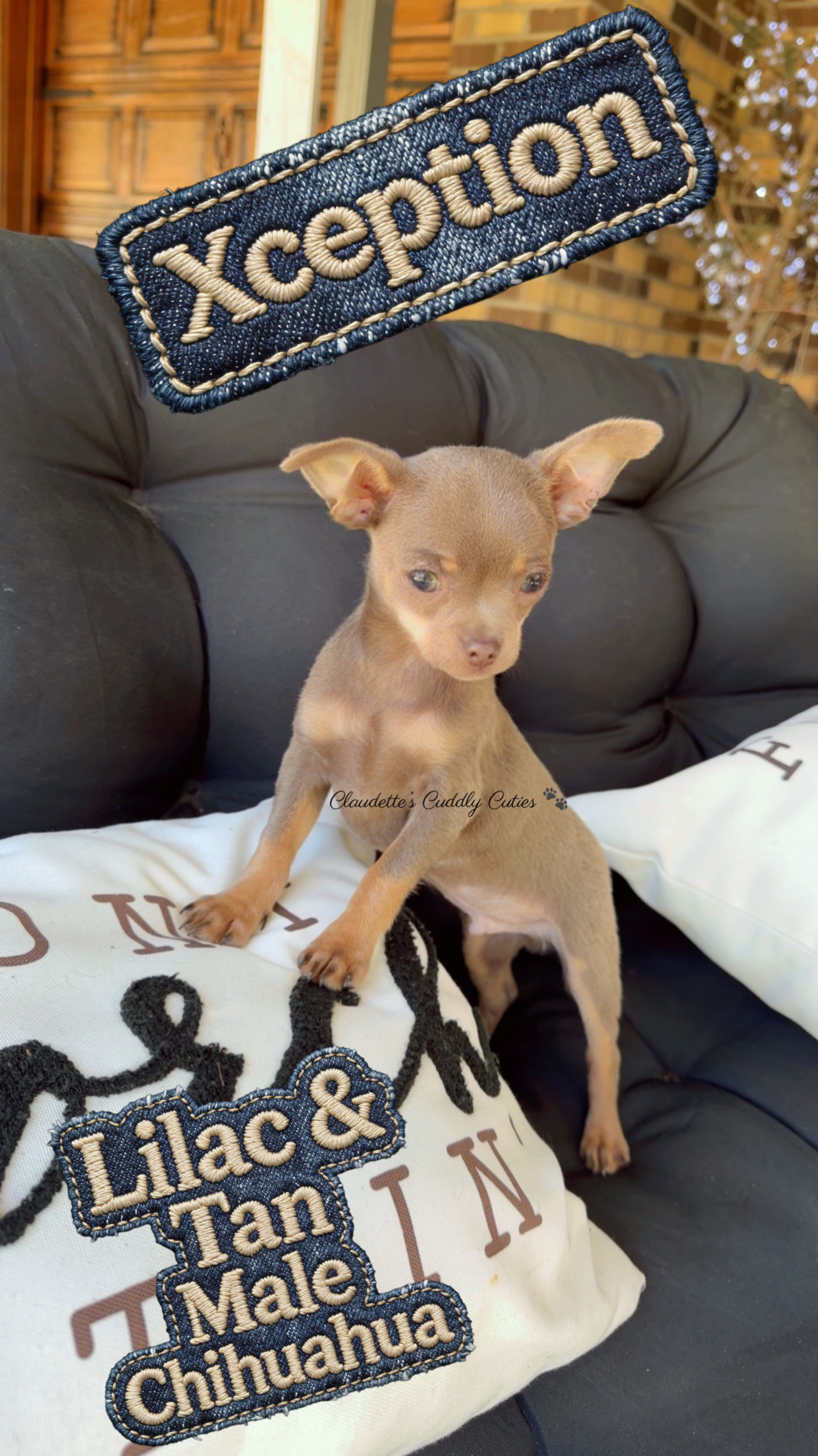 Southeast Texas Yorkies and Chihuahua Puppies for sale