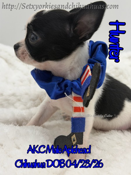 Southeast Texas Yorkies and Chihuahua Puppies for sale