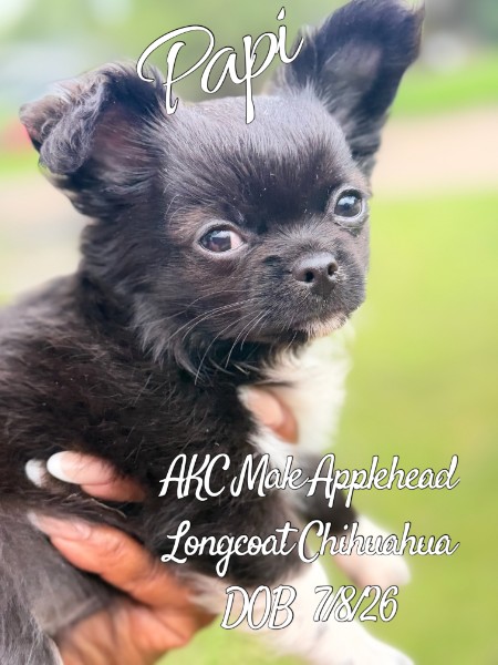Southeast Texas Yorkies and Chihuahua Puppies